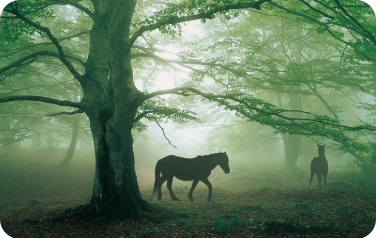 caballos debajo de árbol