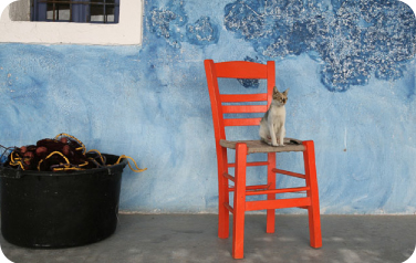 gato en silla