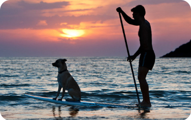 perro en  tabla de paddle