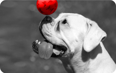 perro con pelota