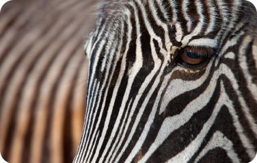 zebra