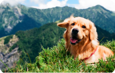 perro en la montaña