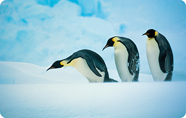 pingüinos